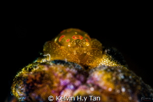 Tunicate shrimp by Kelvin H.y Tan 